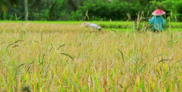 Agriculture Workers On Rice Field In Bali 15 Agriculture Workers On Rice Field In Bali 15