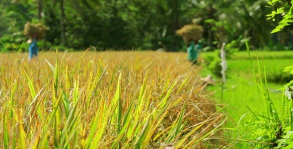 Agriculture Workers On Rice Field In Bali 16 Agriculture Workers On Rice Field In Bali 16