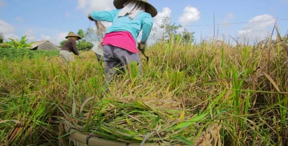 Agriculture Workers On Rice Field In Bali 20 Agriculture Workers On Rice Field In Bali 20