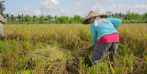 Agriculture Workers On Rice Field In Bali 21 Agriculture Workers On Rice Field In Bali 21