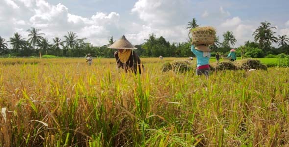 Agriculture Workers On Rice Field In Bali 22 Agriculture Workers On Rice Field In Bali 22