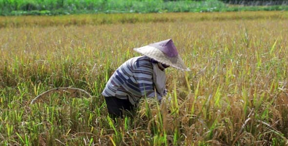 Agriculture Workers On Rice Field In Bali 26 Agriculture Workers On Rice Field In Bali 26
