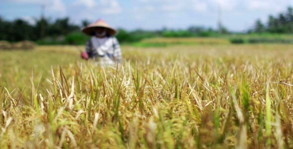 Agriculture Workers On Rice Field In Bali 32 Agriculture Workers On Rice Field In Bali 32