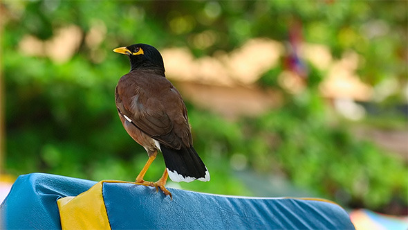 Common Myna Common Myna