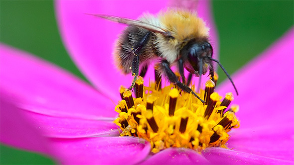 Bee at Work Bee at Work