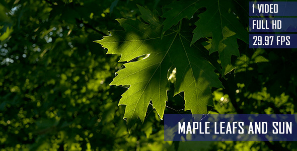 Epic Summer Sunlight Through Maple Leaves Epic Summer Sunlight Through Maple Leaves