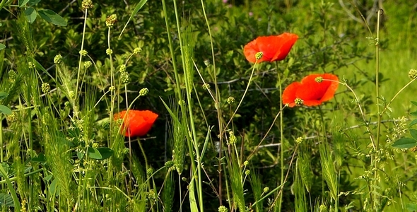 Flowers Flowers