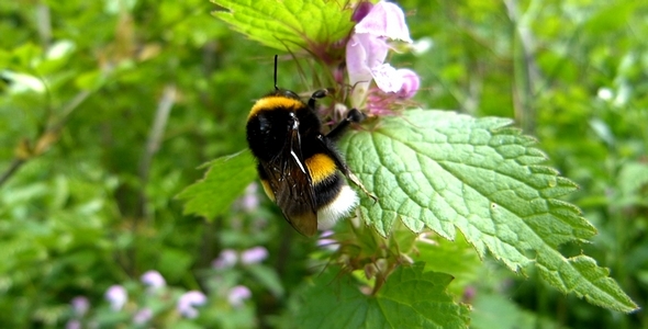 Forest Bee Forest Bee
