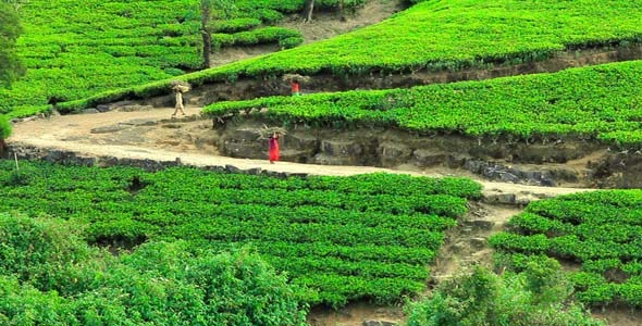 Worker Collecting Tea In Sri Lanka 4 Worker Collecting Tea In Sri Lanka 4