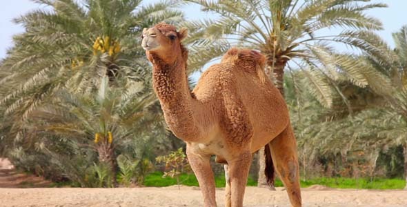Camel In Desert 2 Camel In Desert 2