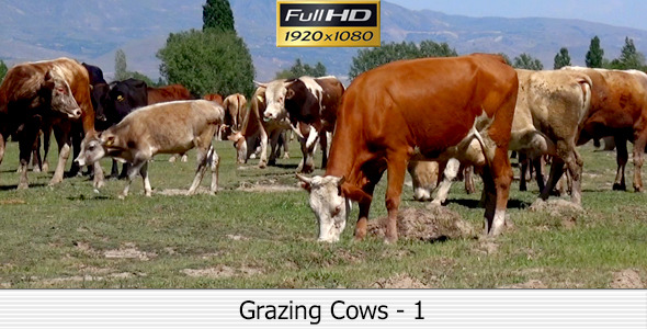 Grazing Grazing