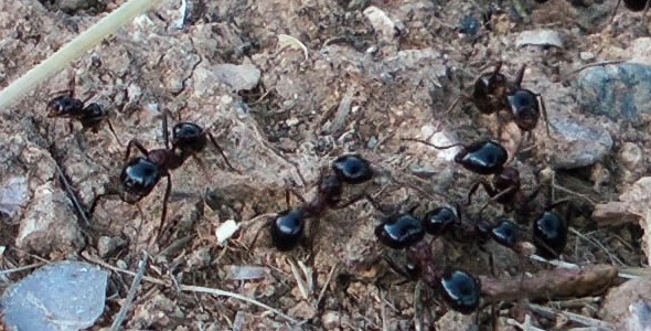 Ants Colony Ants Colony