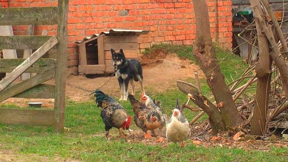 Chickens In The Yard 1 Chickens In The Yard 1