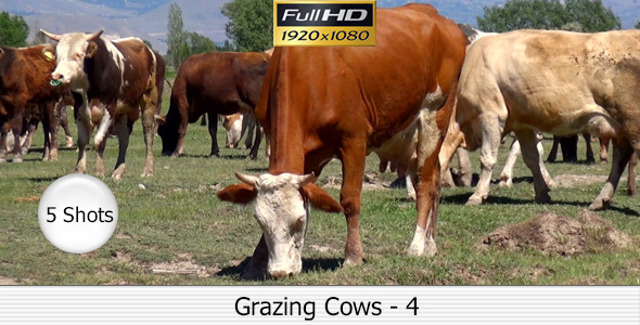 Cows Cows