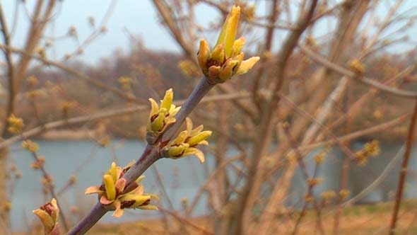 Spring Branch Spring Branch