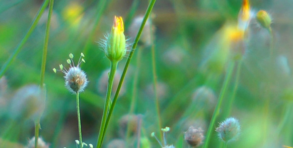 Flower 2 Flower 2