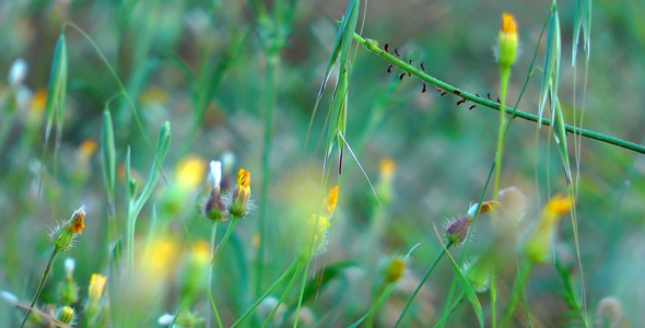 Flower 3 Flower 3