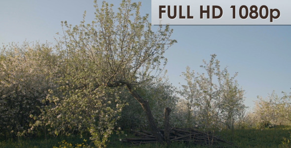 Flowering Apple Tree In Cherry Garden Flowering Apple Tree In Cherry Garden