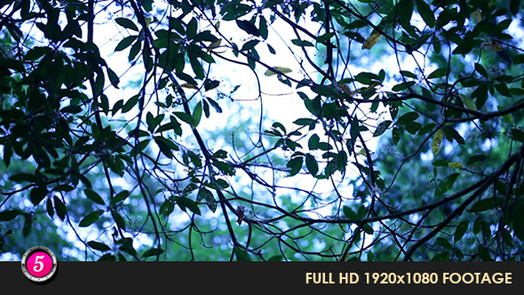Forest 23 Forest 23