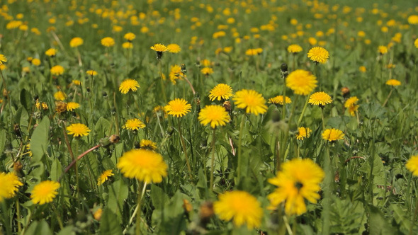 Meadow With Yellow Flowers Of Dandelions Meadow With Yellow Flowers Of Dandelions