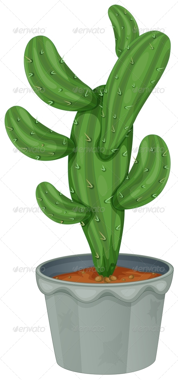 Cactus Plant Cactus Plant