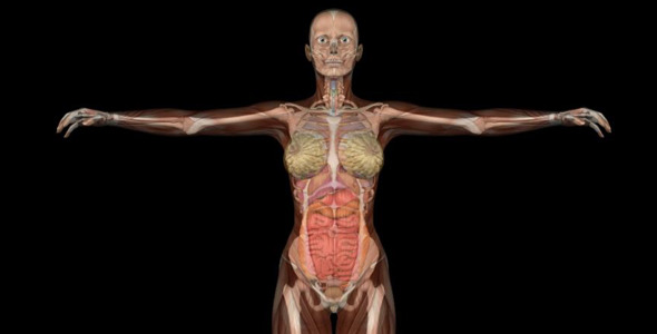 Female Body Anatomy Female Body Anatomy