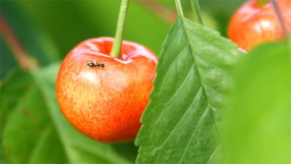 Sweet Cherry and Ant Sweet Cherry and Ant