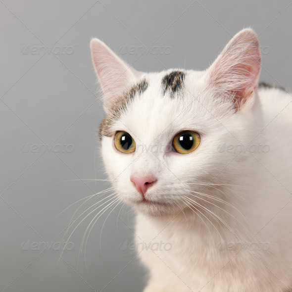 Black and white cat on gray background