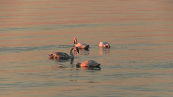 Swans On The Sea Looking For Food Swans On The Sea Looking For Food