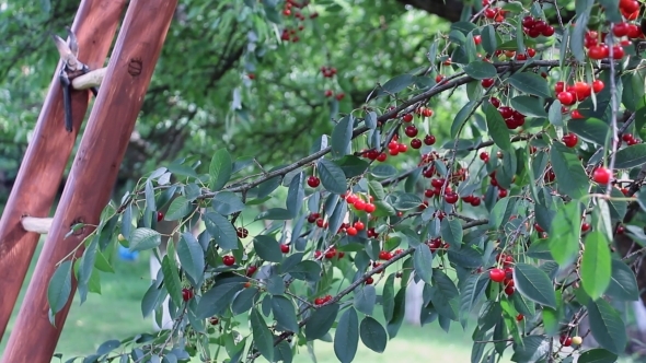Ripe Sour Cherry Branch in the Beating Wind 01 Ripe Sour Cherry Branch in the Beating Wind 01