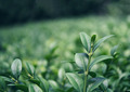 Green Leaves Green Leaves - PhotoDune Item for Sale
