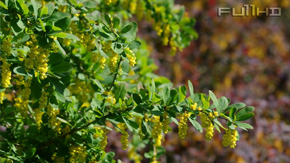 Barberry Blossoming Garden Barberry Blossoming Garden