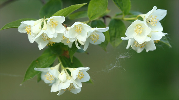 Flower of Jasmine Flower of Jasmine