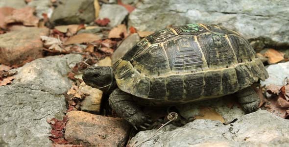 Single Turtle Walking At Forest Single Turtle Walking At Forest