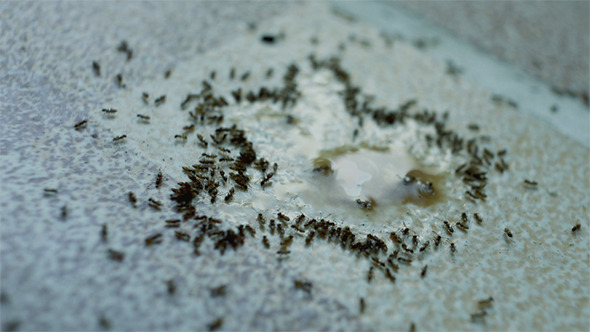 Ant Gathering Sweet Droplet of Juice Ant Gathering Sweet Droplet of Juice