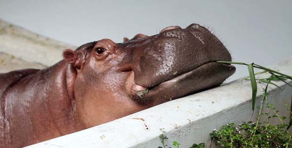 Hippopotamus Eating Grass 1 Hippopotamus Eating Grass 1