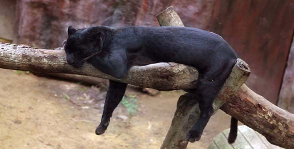 Panthera Sleeps 2 Panthera Sleeps 2