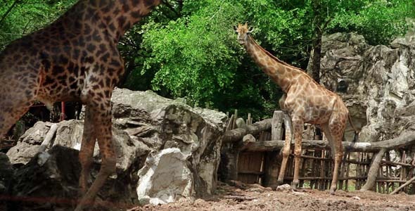 Giraffe Couple Giraffe Couple
