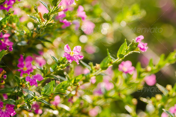 Pink Cuphea hyssopifolia or false heather or Mexican heather or (Misc) Photo Download
