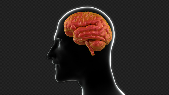 Brain Damage Concept Brain Damage Concept