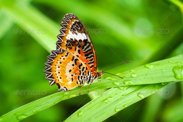 Butterfly leaf with blurred background.