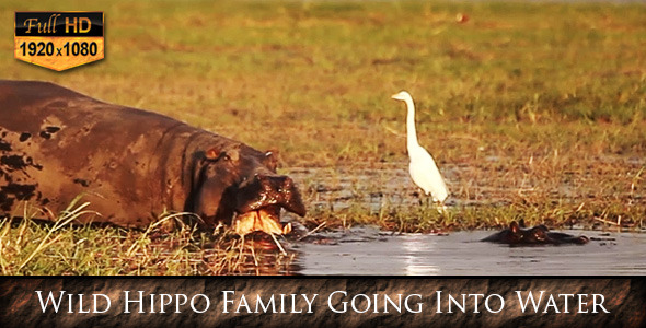 Wild Hippo Family Going Into Water Wild Hippo Family Going Into Water