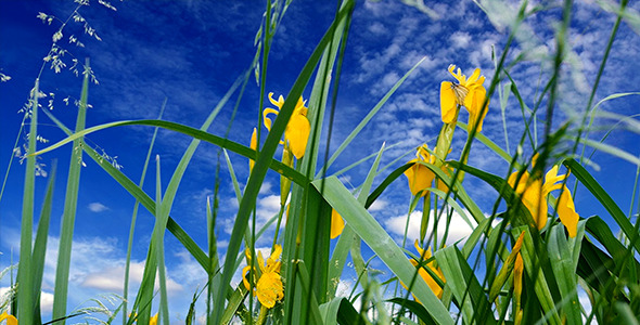 Flowers Butterfly And Clouds Flowers Butterfly And Clouds
