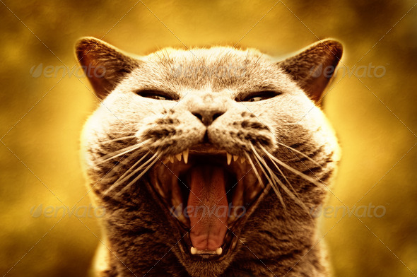 Agressive cat (Misc) Photo Download