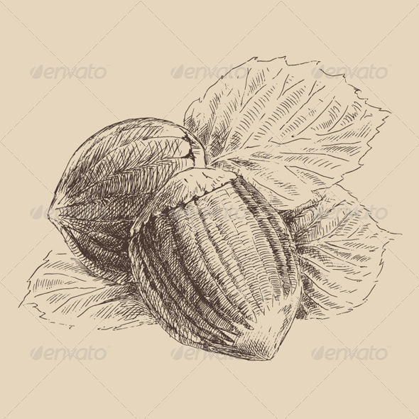Nuts Hazelnuts Vintage Illustration Engraved Nuts Hazelnuts Vintage Illustration Engraved