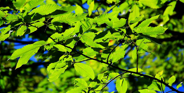 Green Branch Green Branch