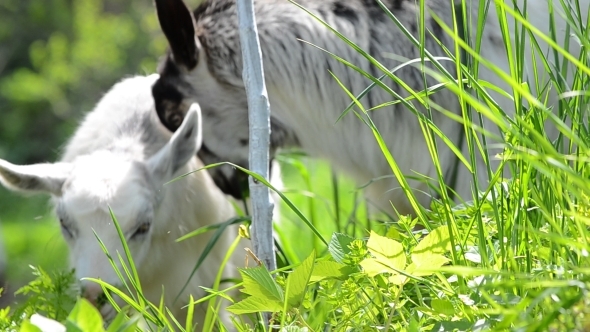 Two Goats Graze Green Grass 01 Two Goats Graze Green Grass 01