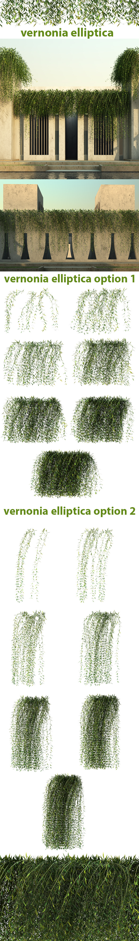 3DOcean Vernonia Elliptica 7989076 3DOcean Vernonia Elliptica 7989076