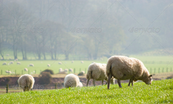 Healthy sheep and livestock, Idyllic Rural, UK