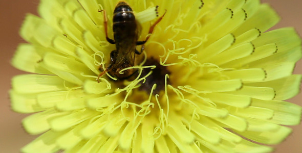 Bees Bees